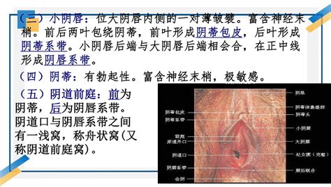 陰蒂|女性外生殖器